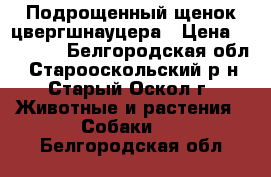 Подрощенный щенок цвергшнауцера › Цена ­ 25 000 - Белгородская обл., Старооскольский р-н, Старый Оскол г. Животные и растения » Собаки   . Белгородская обл.